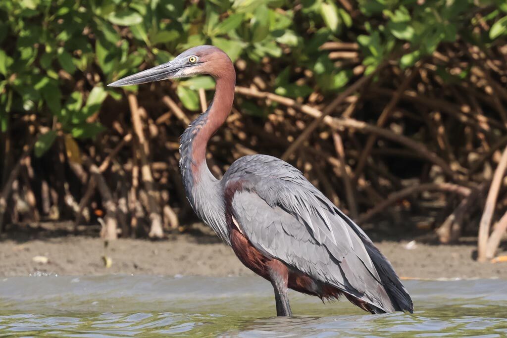 Goliath Heron