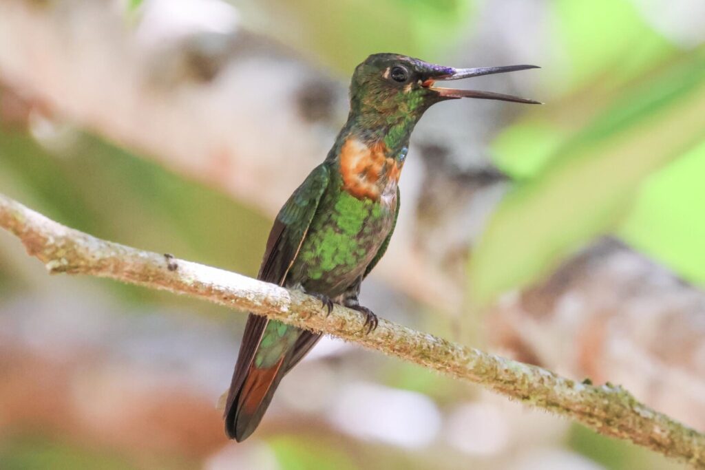 Gould's Jewelfront