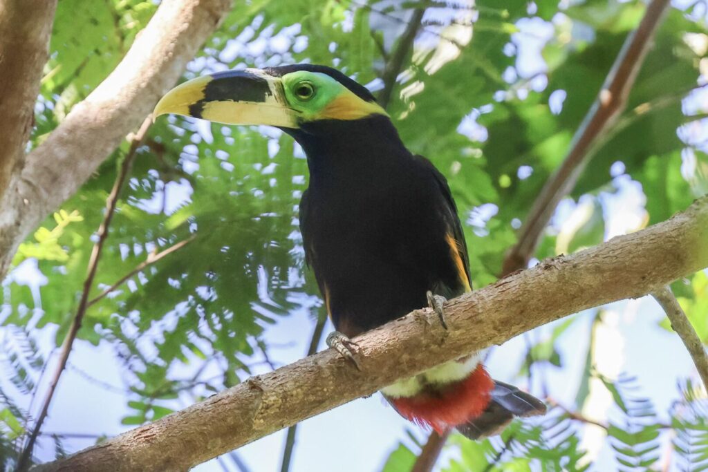 Gould’s Toucanet