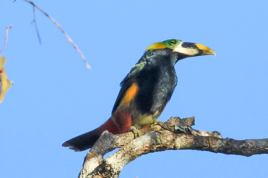 Gould's Toucanet