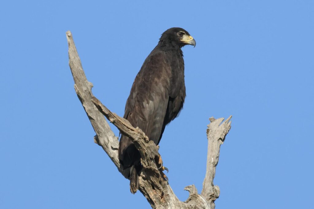 Great Black Hawk