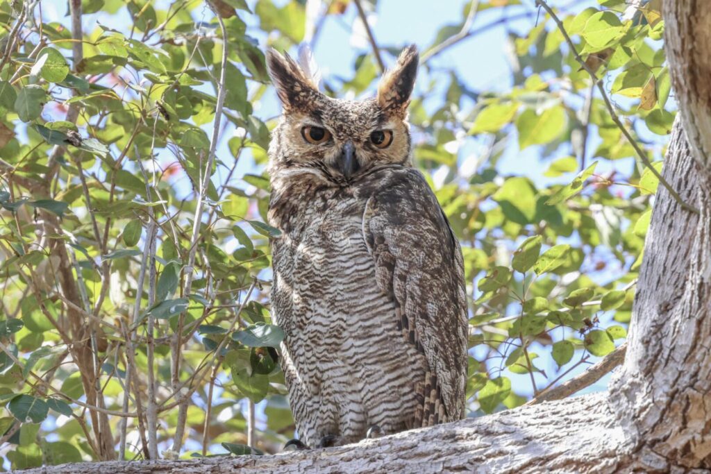 Great Horned Owl