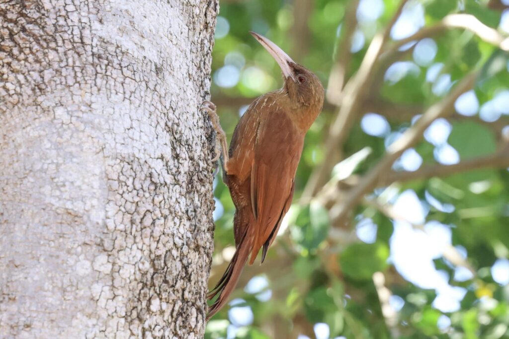 Great Rufous Woodcreeper
