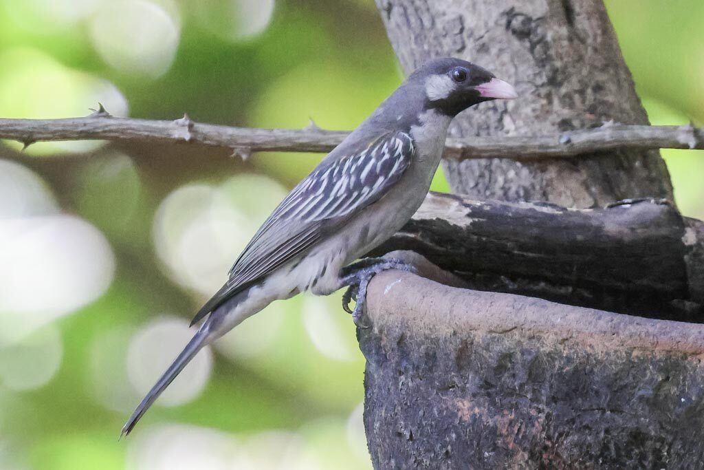 Greater Honeyguide