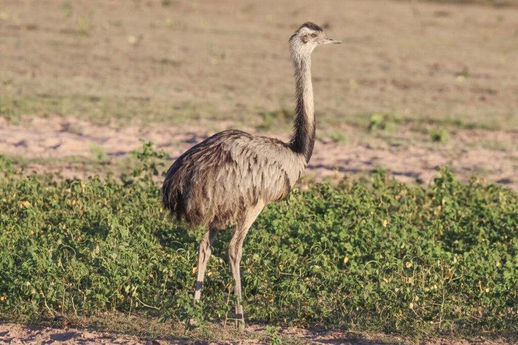 Greater Rhea
