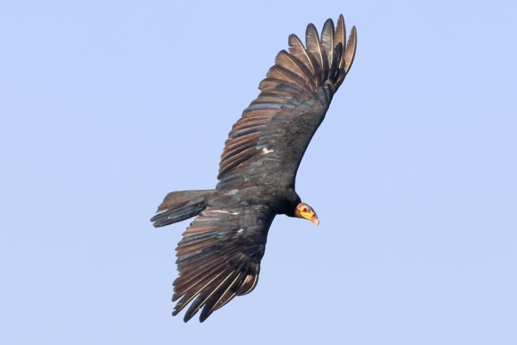 Greater Yellow-headed Vulture