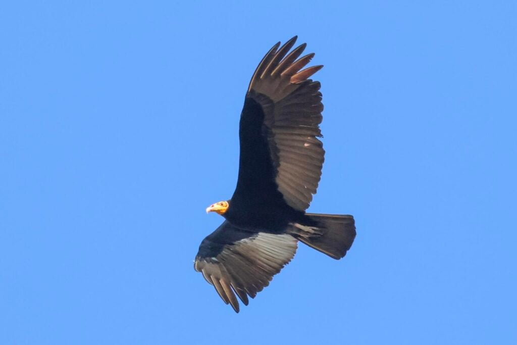 Greater Yellow-headed Vulture