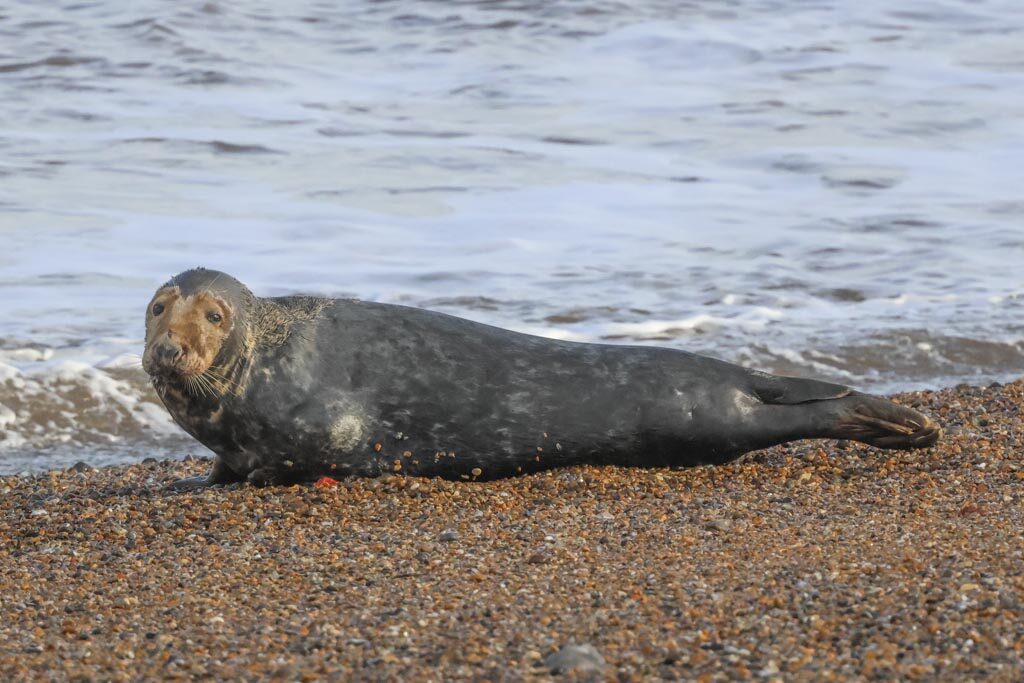 Grey Seal