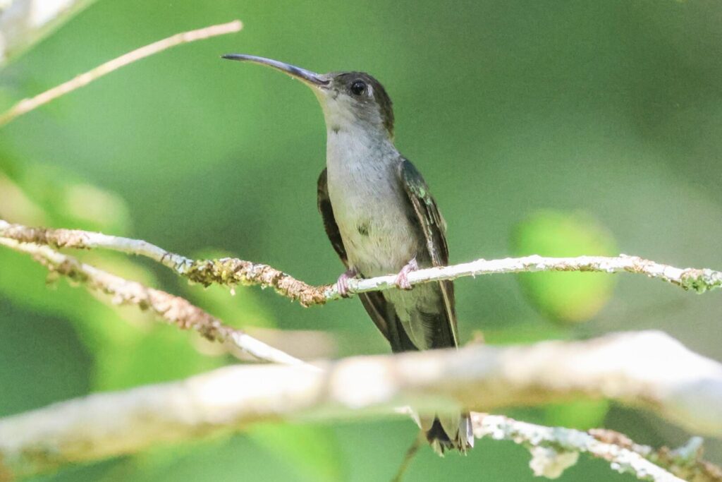 Grey-breasted Sabrewing