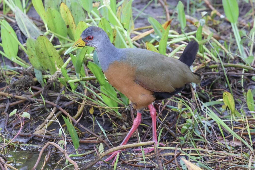 Grey-cowled Wood Rail
