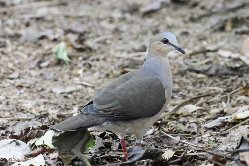Grey-fronted Dove