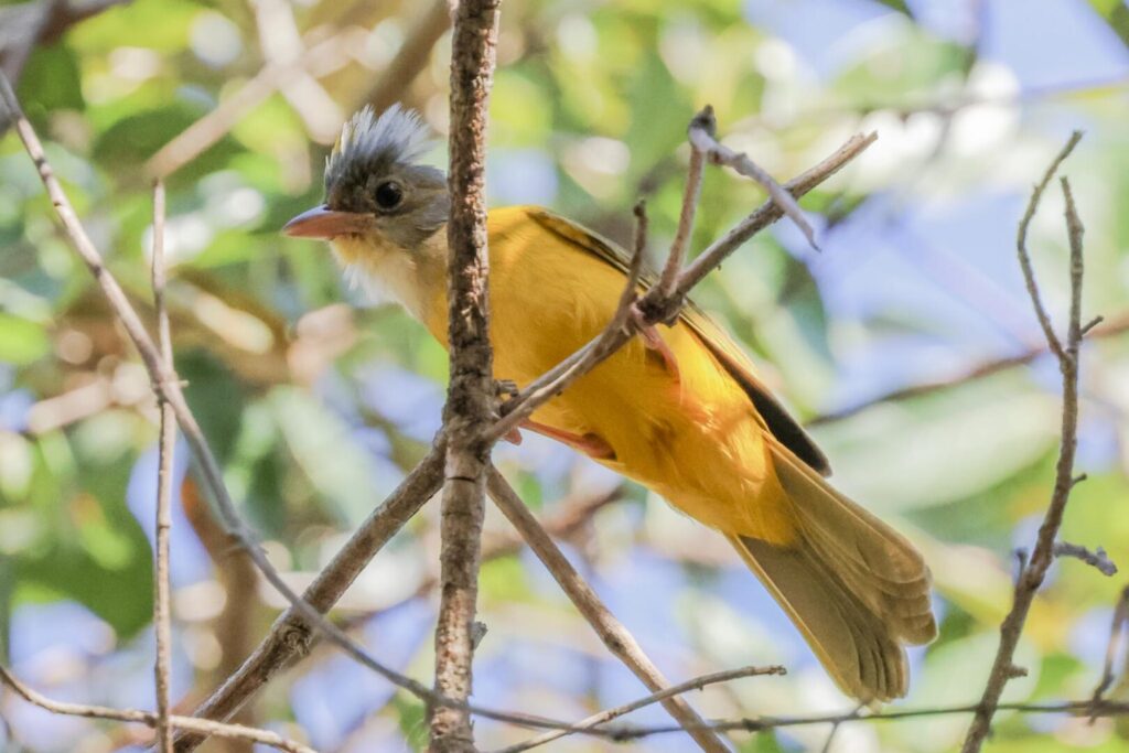 Grey-headed Tanager