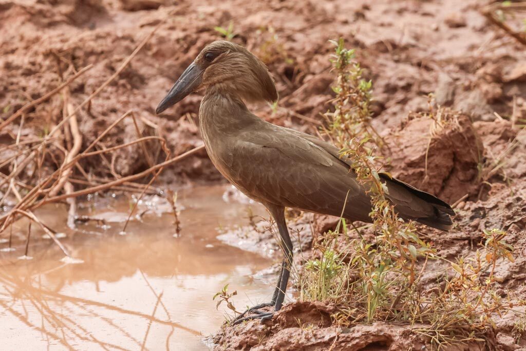 Hamerkop