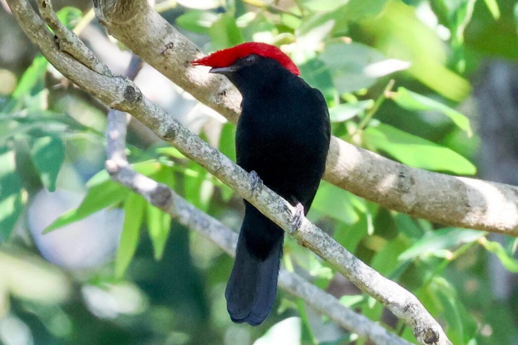 Helmeted Manakin