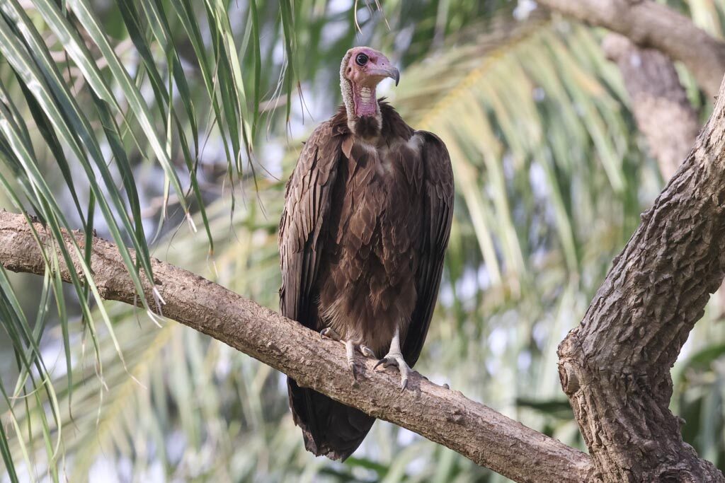 Hooded Vulture