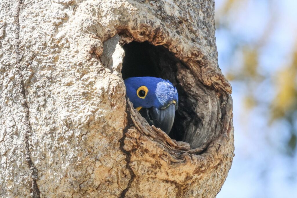 Hyacinth Macaw