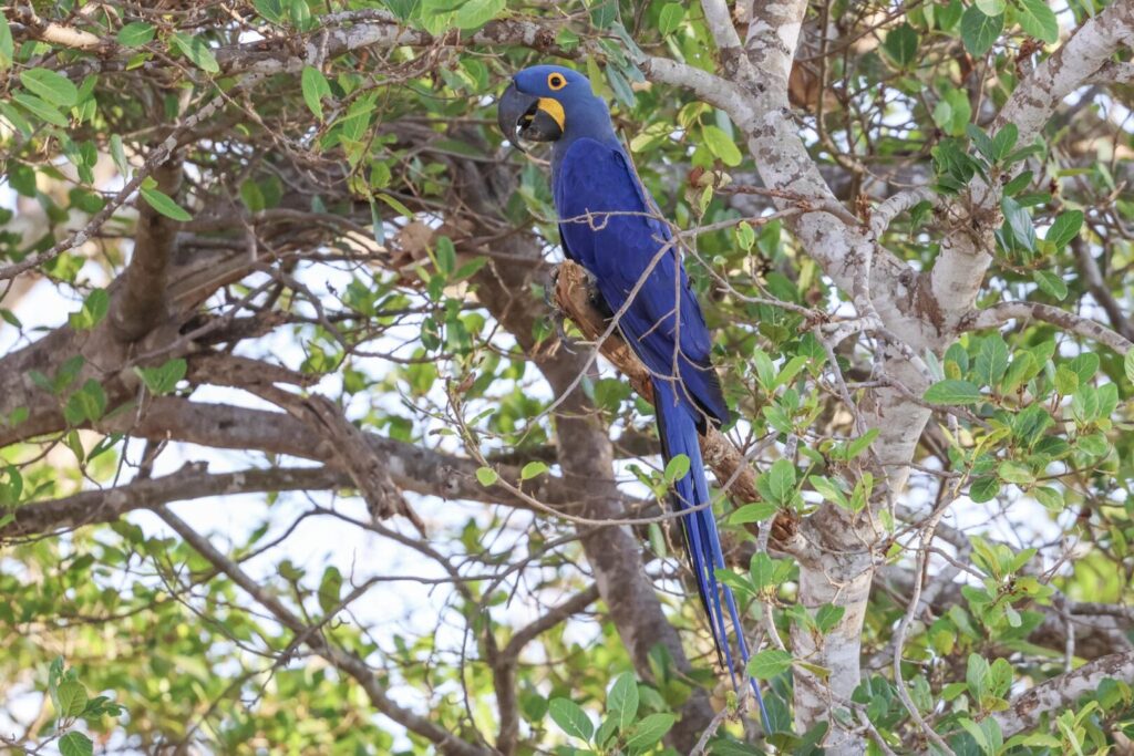 Hyacinth Macaw