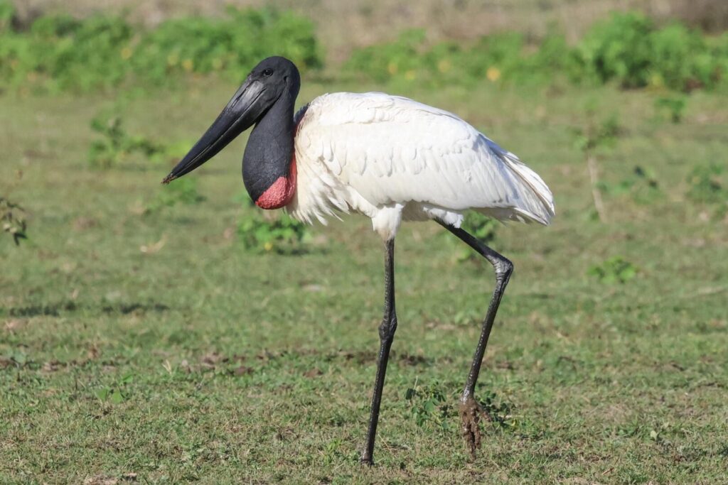 Jabiru