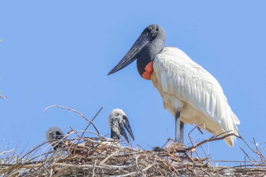 Jabiru nest