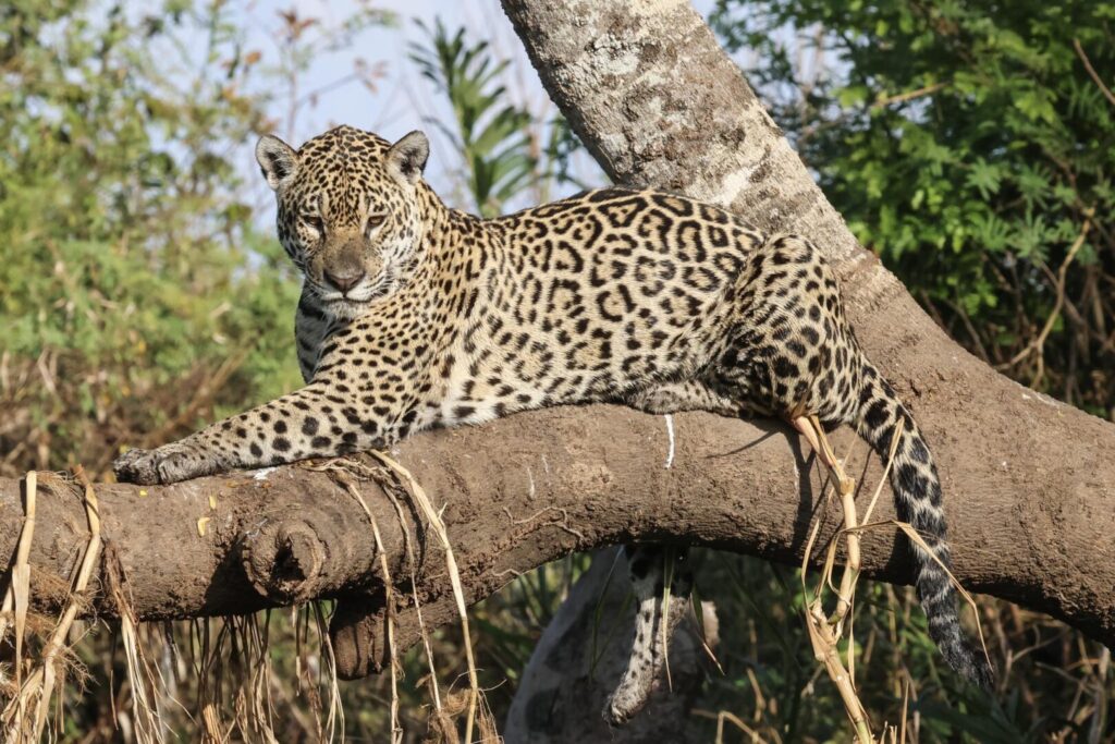 Jaguar