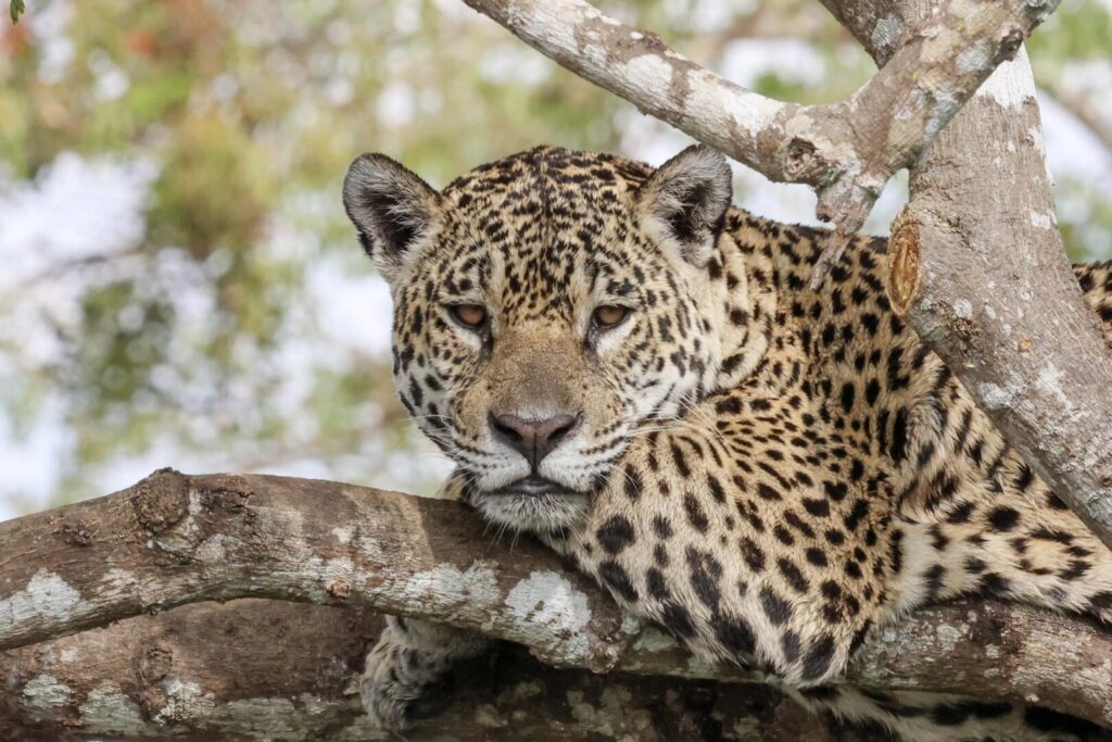 Jaguar