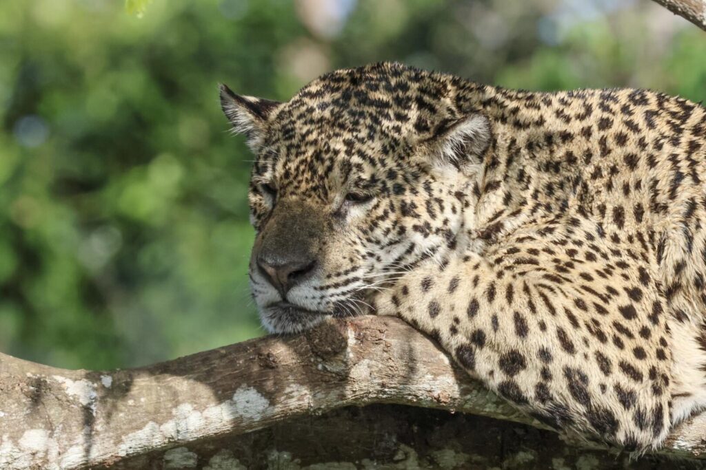 Jaguar