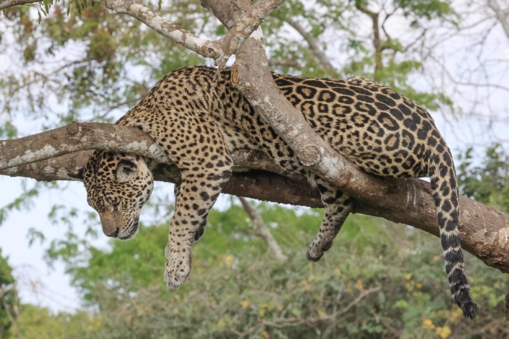 Jaguar