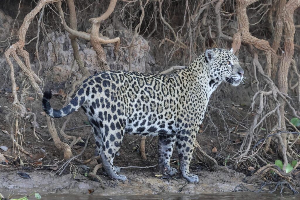 Jaguar