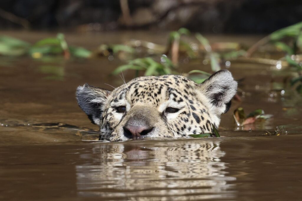 Jaguar