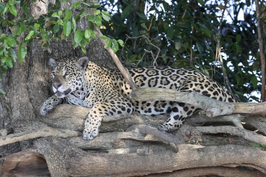 Jaguar