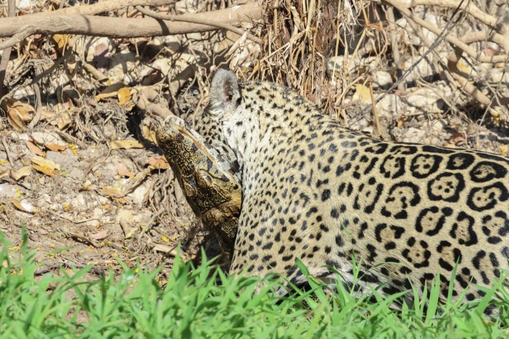Jaguar