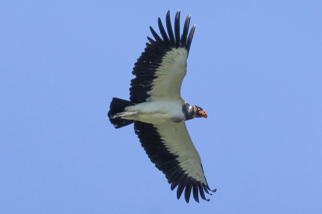 King Vulture