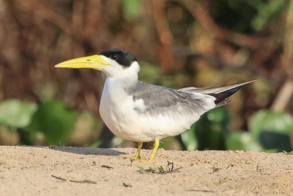 Large-billed Tern