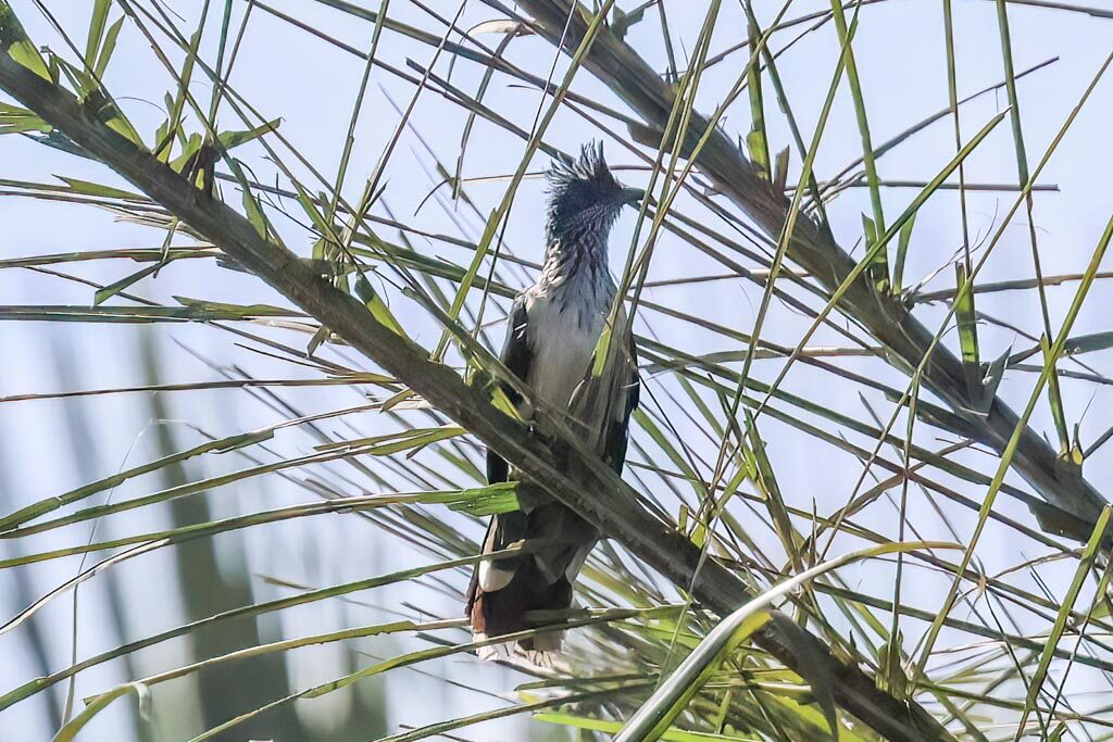 Levaillant’s Cuckoo