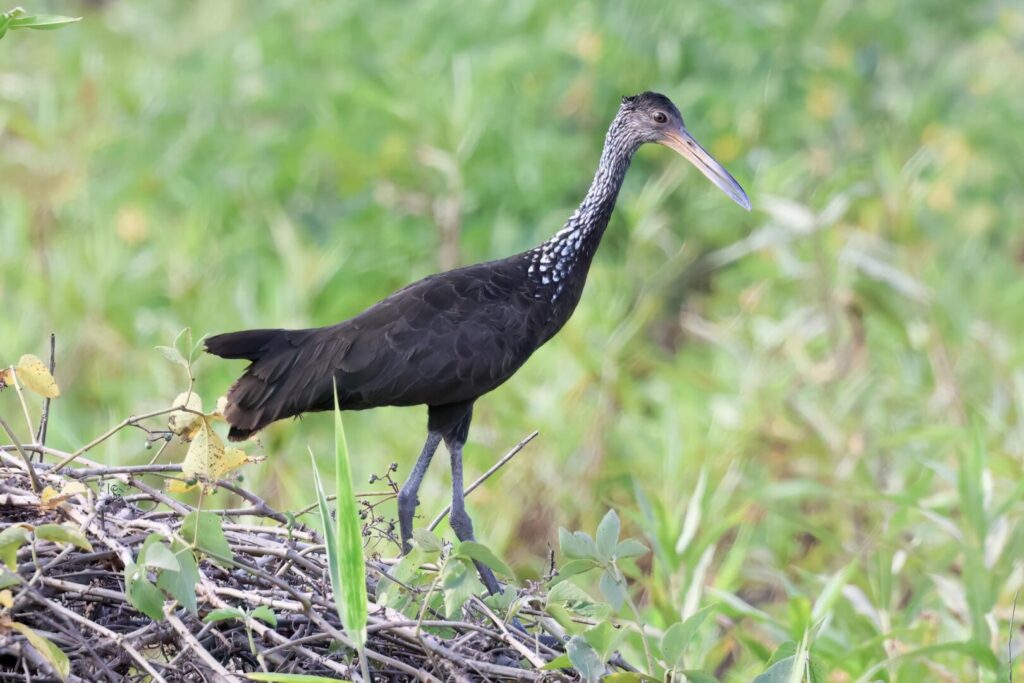 Limpkin