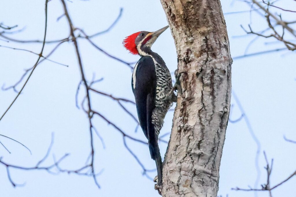 Lineated Woodpecker