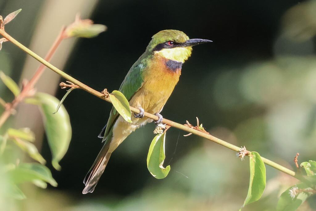 Little Bee-eater