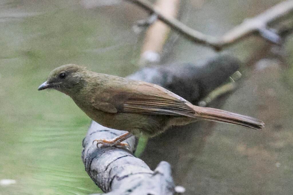 Little Greenbul