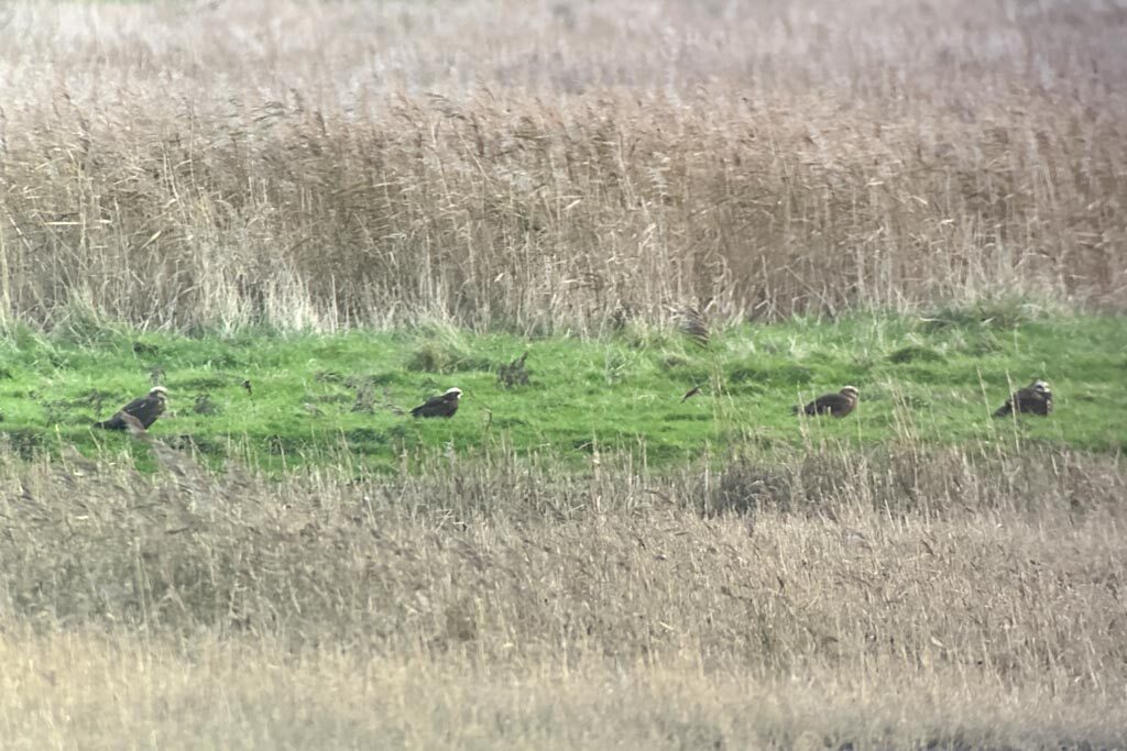 Marsh Harriers
