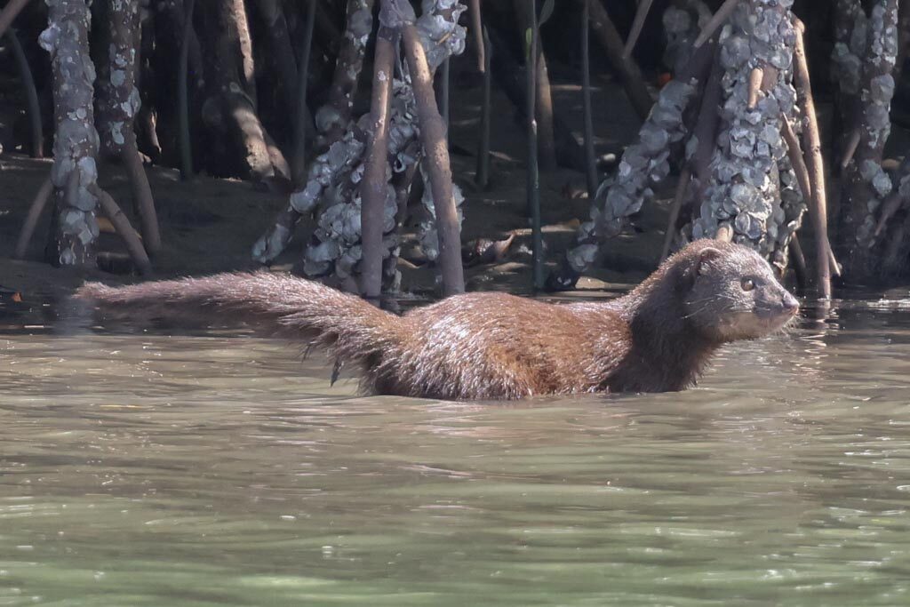 Marsh Mongoose