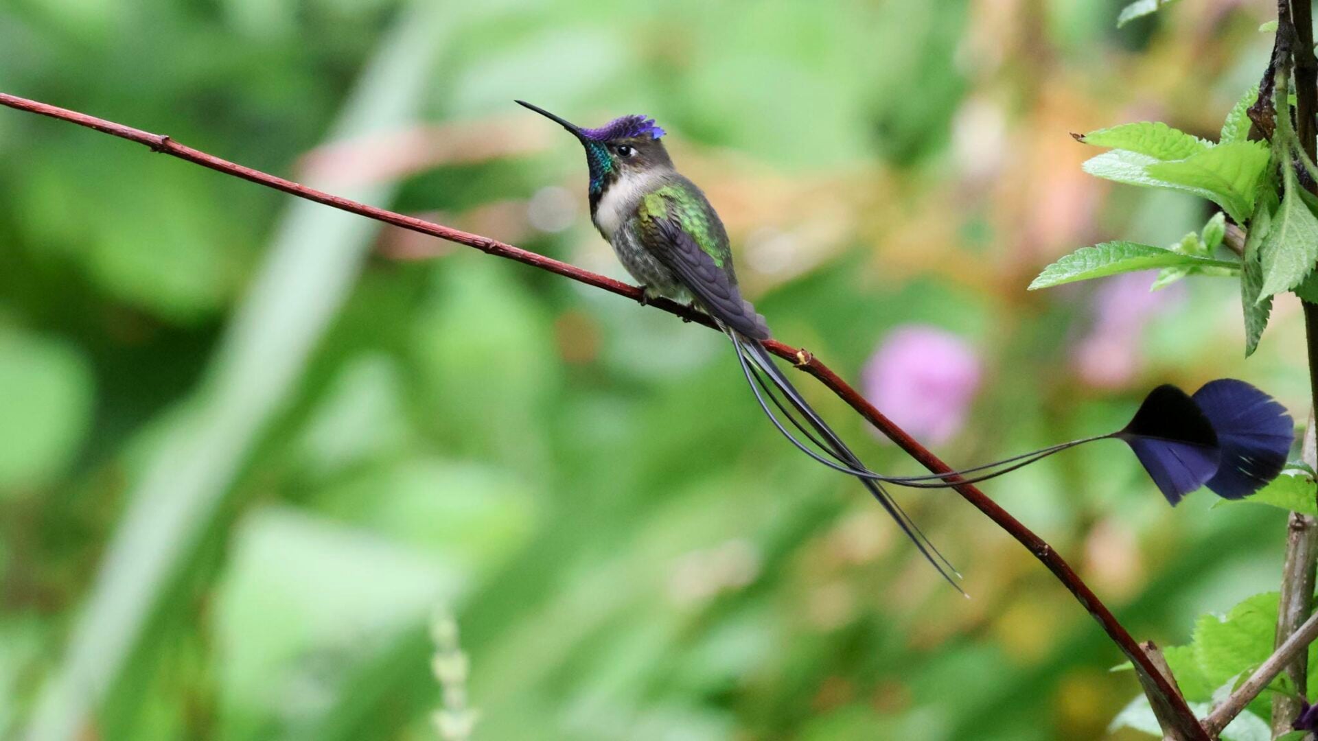 Marvelous Spatuletail