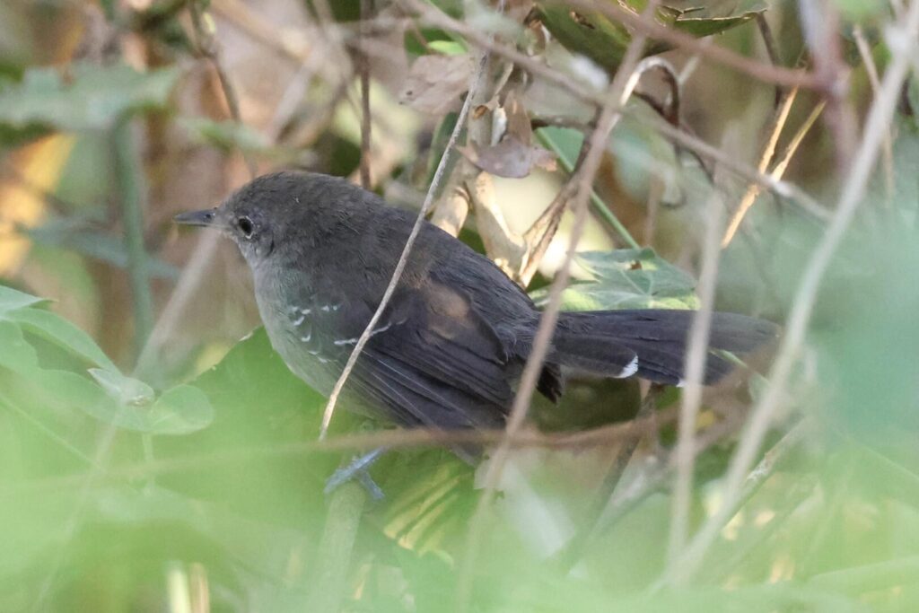 Mato Grosso Antbird