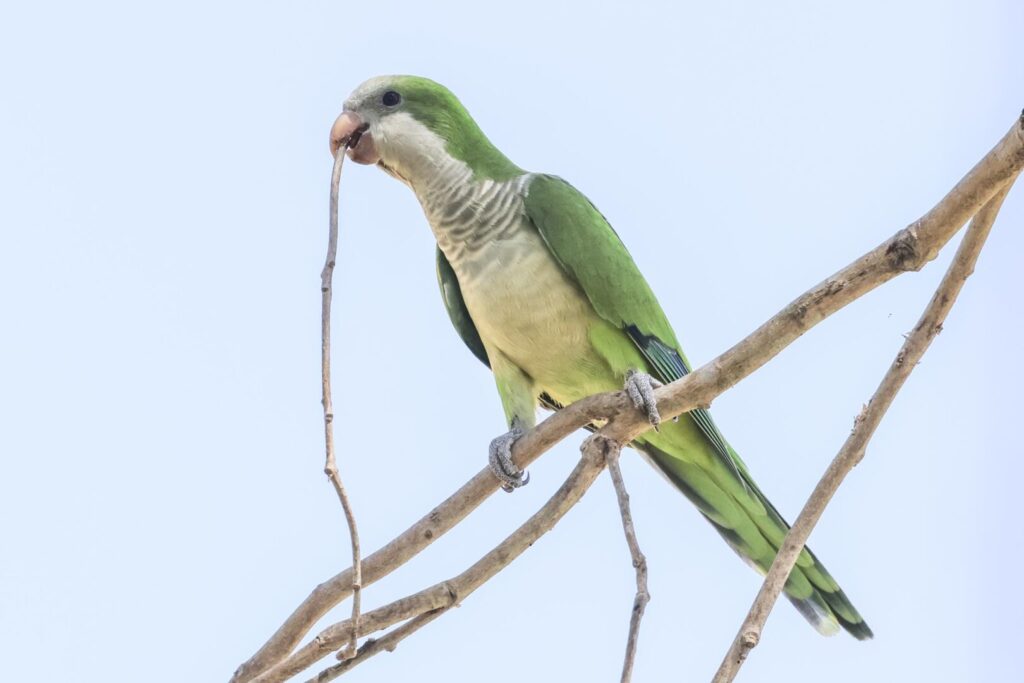 Monk Parakeet