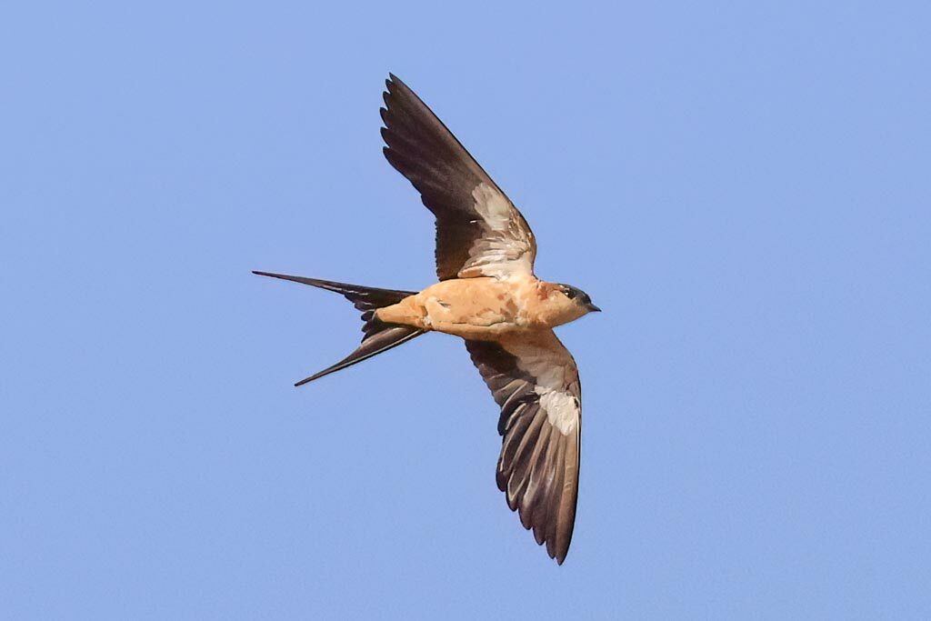 Mosque Swallow