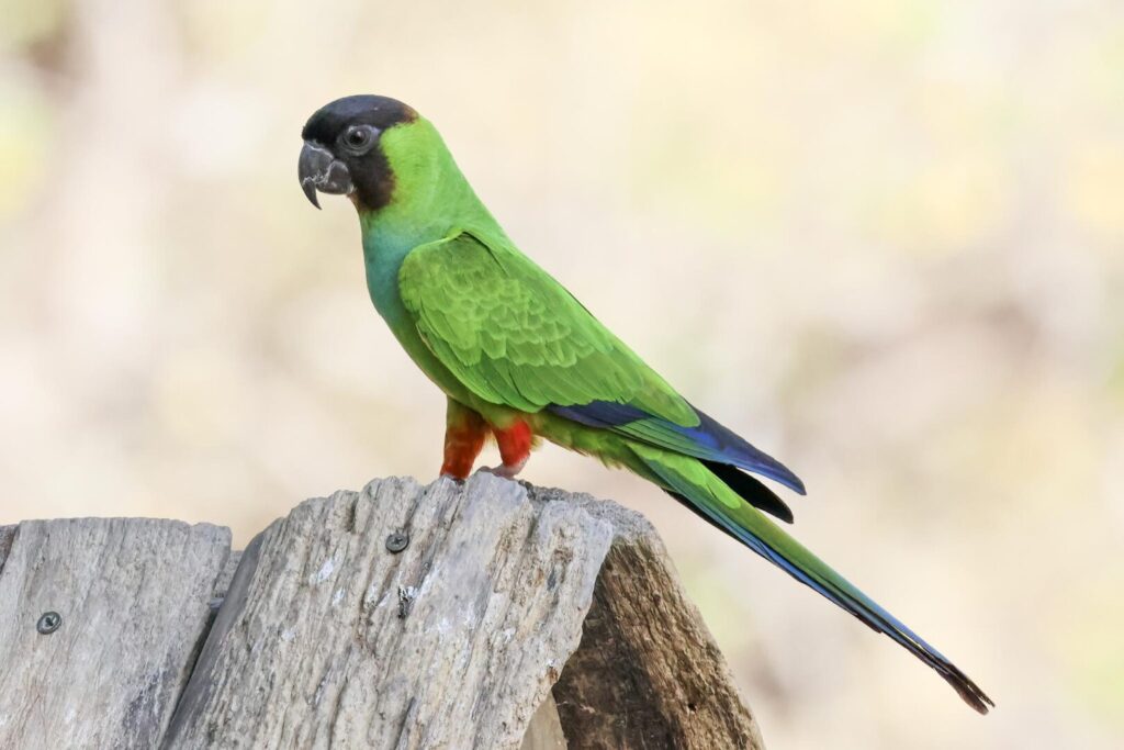 Nanday Parakeet