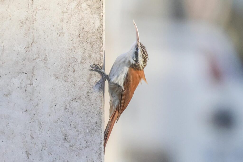 Narrow-billed Woodcreeper
