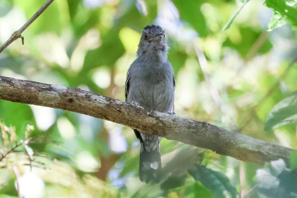 Natterer’s Slaty Antshrike
