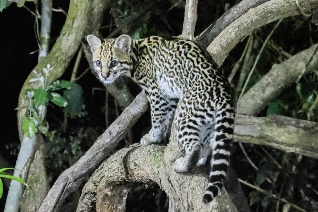 Ocelot