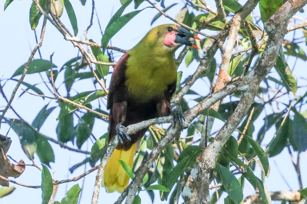 Olive Oropendola