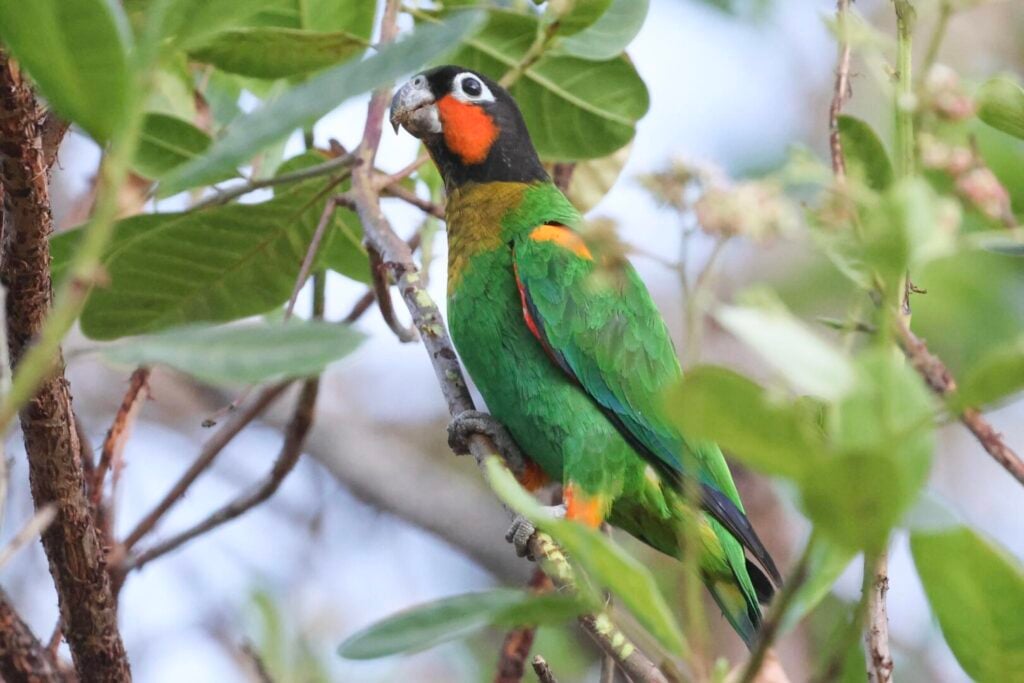 Orange-cheeked Parrot